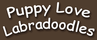 Puppy Love Labradoodles - Labradoodle Toronto