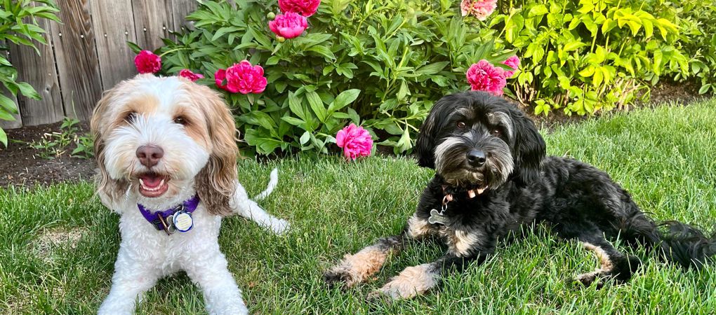 Labradoodle Puppies ON