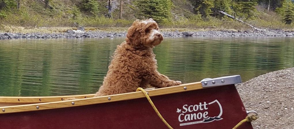 Labradoodle Breeder ON