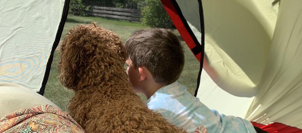 Multigeneration Labradoodles ON