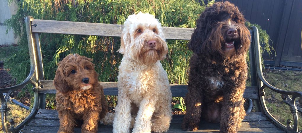 Labradoodle Puppy ON