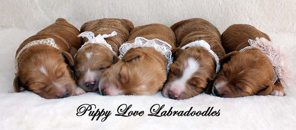 Australian Labradoodles Breeder ON